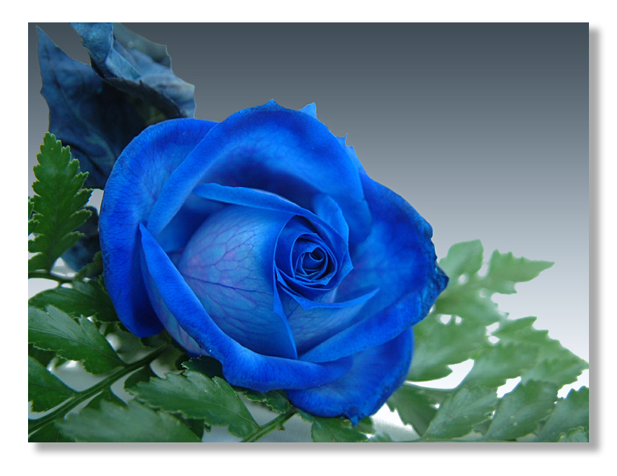 Truyền thuyết kể rằng hoa hồng xanh mang lại may mắn và tình yêu đi vào lòng người. Khiến cho mong muốn có hình nền những bông hoa tuyệt đẹp này trở nên rất lớn. Nhấn vào hình để thưởng thức ngay!