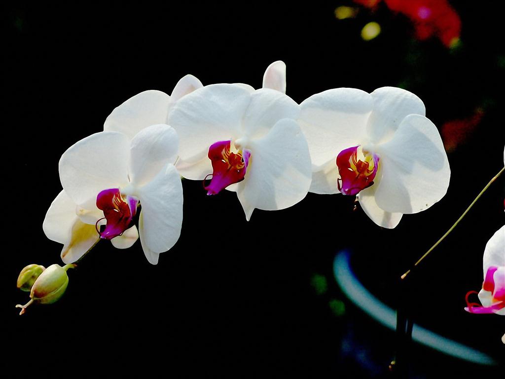 Hoa lan với sắc trắng tinh khôi và hương thơm dịu nhẹ chắc chắn sẽ khiến bạn say đắm. Cùng trang web của chúng tôi khám phá những hình ảnh đẹp nhất về hoa lan nhé!