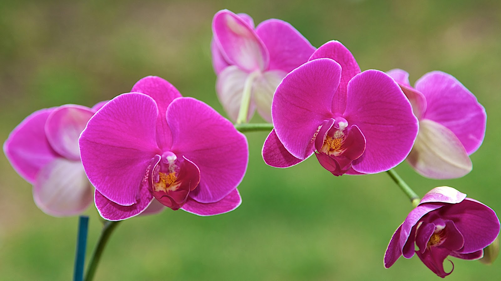 Top hơn 88 hình nền hoa lan đẹp tuyệt vời nhất  thtantai2eduvn